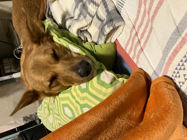 教室の大型犬